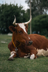 Close-up of brown horned cow with white markings lying on grass in quiet rural setting ideal for dairy farming visuals, countryside lifestyle and traditional agriculture themes