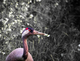 crane bird on the field