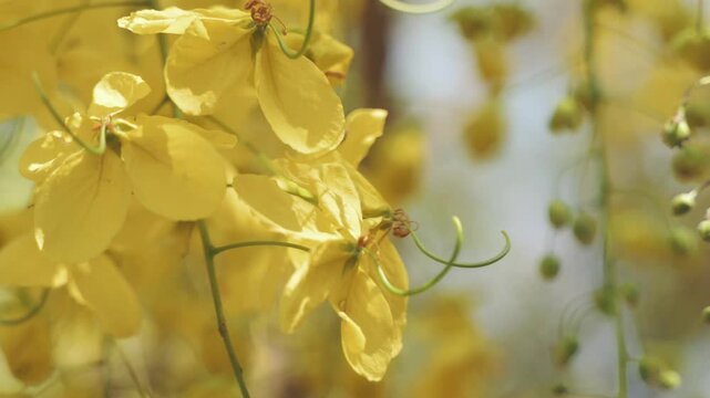 Sunlight falling on Cassia fistula flower bunches as they swing in breeze in slow-motion.