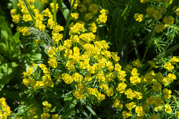 Green flowers of Myrtle Euphorbia Euphorbia myrsinites, blue spurge or broad-leaved glaucous-spurge. Beautiful milkweed flowers surrounded by greenery in bright sunny weather. A flowering bush