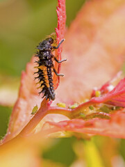 close-up view of a black orange larva of the multicoloured asian ladybug with interesting bristles...