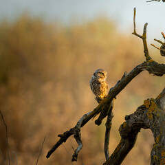 Mochuelo Europeo (Athene noctua)