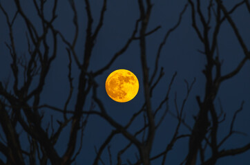 An Eerie Moonlit Night Unfolds Through the Bare Tree Branches in the Quiet Outdoors