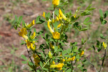 Yellow French Broom flowers. Beautiful small yellow flowers on a branch surrounded by small young...
