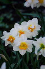 narcissus