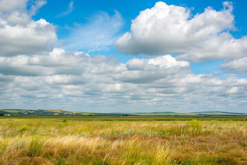 In summer, a field of green wheat and a sky with clouds