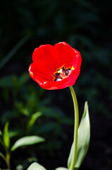 Tulip