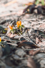 Spring flower of orange autumn primrose (Eranthis hyemalis) breaking through dry leaves on the forest floor, symbolizing the beginning of spring and the awakening of nature.