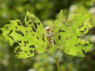 Pyrrhalta viburni - viburnum leaf beetle, plant pest. Pyrrhalta viburni larvae damaging viburnum leaves