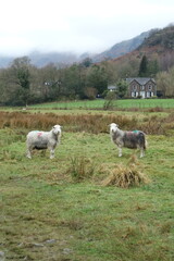 sheep in field