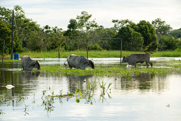 Cattle on land flooded by the great flood in the Amazon floodplain of 2025