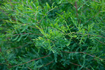 branches of juicy spruce in summer after watering