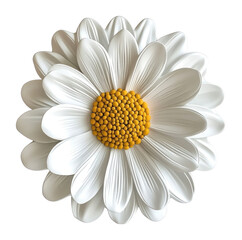 PNG White daisy flower white white daisy asteraceae.