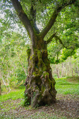 a large exotic tree with a huge trunk in Shekvetili Dendrological Park