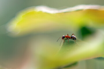 Ant insect (Formica rufa) in its natural environment on a green blurred background