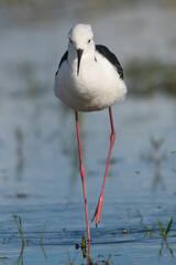 black-winged stilt - Himantopus himantopus wading in water at blue background. Photo from Calera y Chozas in Spain, Toledo Province. Vertical.	