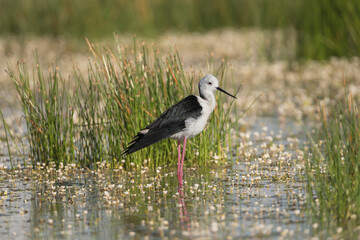 black-winged stilt - Himantopus himantopus staying in water with white flowers and green grass in background. Photo from Calera y Chozas in Spain, Toledo Province.