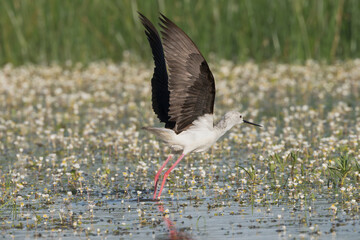 black-winged stilt - Himantopus himantopus starting flight in water with white flowers and green grass in background. Photo from Calera y Chozas in Spain, Toledo Province.	