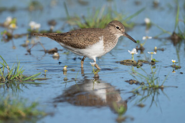 common sandpiper - Actitis hypoleucos wading in blue water. Photo from Calera y Chozas in Spain, Toledo Province.	

