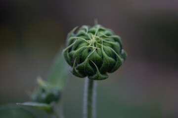 Flower bud