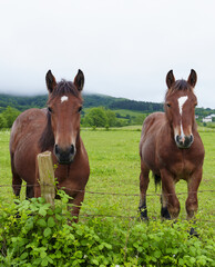 Obraz premium In the meadows of Navarra, horses graze free.
