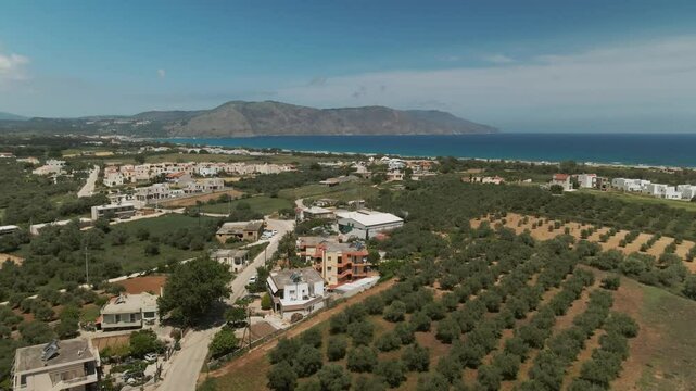 Aerial image of neat olive tree rows, rural homes, and coastline in the distance near Asprouliani, Crete, Greece under clear skies
