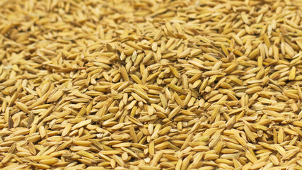 raw unmilled rice paddy grain. gold paddy seed background.