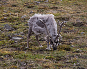 Landscape of Svalbard 
