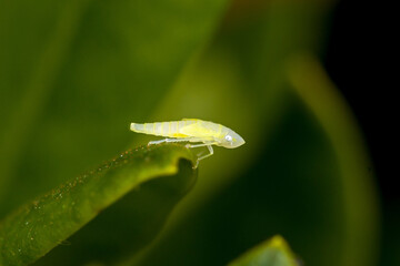 a small young light green larva of the rhododendron leafhopper on a green leaf in front of a dark background