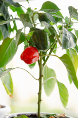 Fototapeta premium Close-up view of a vibrant red bell pepper and a green bell pepper growing on a healthy plant, showcasing the different stages of ripening and the beauty of nature's bounty
