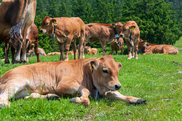 Grazing cows on a sunny alpine meadow with the majestic Zugspitze rising in the background, viewed from Wankberg—serene and quintessentially Bavarian.