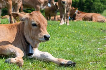 Grazing cows on a sunny alpine meadow with the majestic Zugspitze rising in the background, viewed from Wankberg—serene and quintessentially Bavarian.