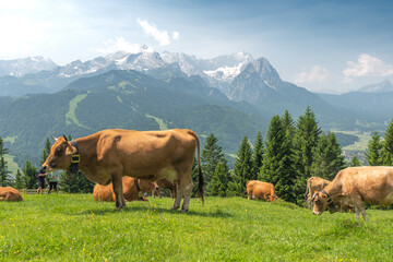 Grazing cows on a sunny alpine meadow with the majestic Zugspitze rising in the background, viewed from Wankberg—serene and quintessentially Bavarian.