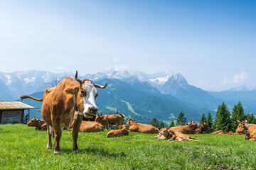 Grazing cows on a sunny alpine meadow with the majestic Zugspitze rising in the background, viewed from Wankberg—serene and quintessentially Bavarian.