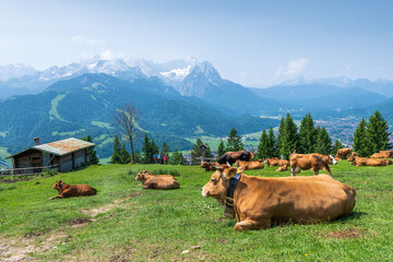Grazing cows on a sunny alpine meadow with the majestic Zugspitze rising in the background, viewed from Wankberg—serene and quintessentially Bavarian.
