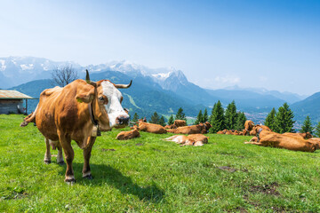 Grazing cows on a sunny alpine meadow with the majestic Zugspitze rising in the background, viewed from Wankberg—serene and quintessentially Bavarian.