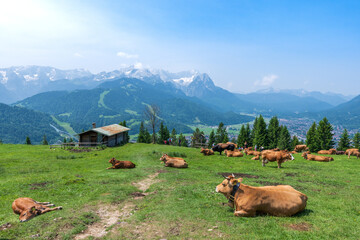 Grazing cows on a sunny alpine meadow with the majestic Zugspitze rising in the background, viewed from Wankberg—serene and quintessentially Bavarian.
