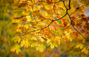 autumn maple leaves