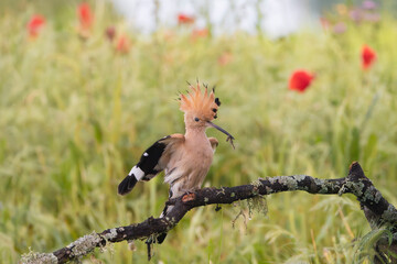 Eurasian hoopoe - Upupa epops perched with erected crest and insect in beak at green background. Photo from Calera y Chozas in Spain, Toledo Province. U. e. epops.	