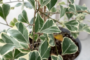 Ficus Triangularis variegated close-up on a white background. Photo