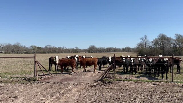HEREFORD AND BRAFORD BRAHMAN LIVESTOCK IN FARM TEXAS