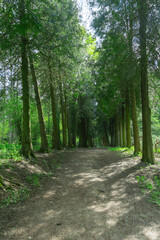 A cozy park alley lined with trees beside a dirt path. Perfect for relaxation and reflection, with ample space for text and a serene background.