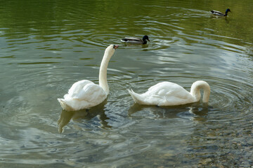 Obraz premium Swans gracefully foraging in the shallow lake waters during spring. Feeding on bottom-dwelling creatures. Elegant swans diving for food.