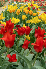 Vibrant tulips bloom in a colorful garden, showcasing various species on a sunny meadow. Their elegant petals create a stunning display, celebrating the beauty of springtime.