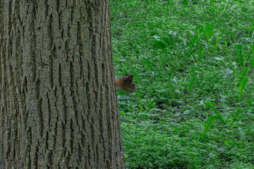 A Squirrel Climbing A Tree Trunk Showcasing Agility And Natural Beauty In The Forest. Symbol Of Determination And Growth As A Squirrel Ascends A Rugged Tree Trunk.