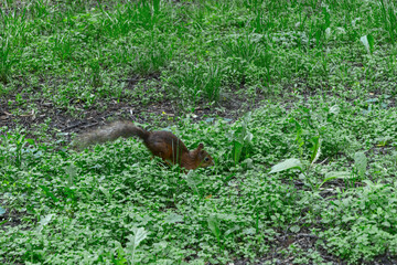 A Squirrel In Its Natural Habitat Foraging Amidst Green Foliage And Earthy Ground. Symbol Of...