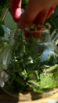 A woman adds fresh chamomile flowers into a glass teapot on a rustic stool, capturing a gentle and natural tea-making moment. Macro