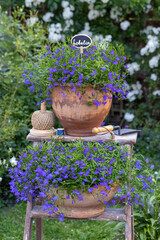 Garten-Arrangement mit blauem Männertreu (Lobelia) in Terracotta-Töpfen im Sommergarten