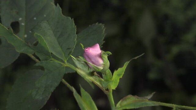 Rosa canina time lapse