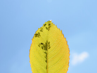 Aphids on a rose leaf
